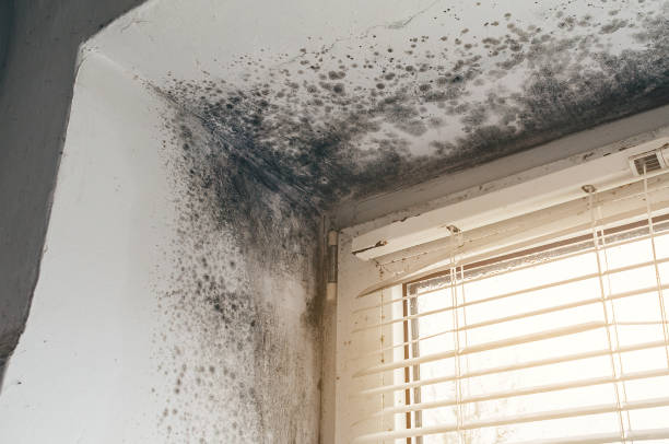 Affordable Mold Remediation solutions in Streamwood, IL